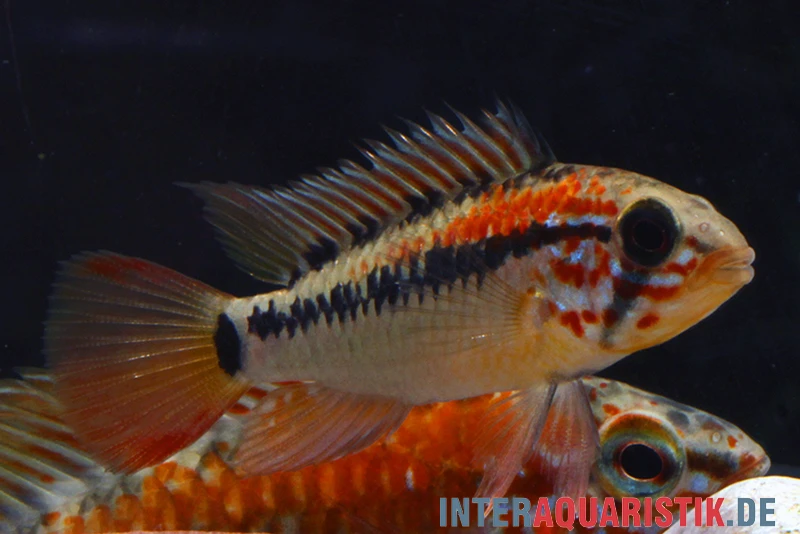 Schwarzkehl-Zwergbuntbarsch, Apistogramma Viejita, Paarweise 4 Schwarzkehl-Zwergbuntbarsch, Apistogramma Viejita, Paarweise – Bild 2