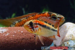 Schwarzkehl-Zwergbuntbarsch, Apistogramma Viejita, Paarweise 8 Schwarzkehl-Zwergbuntbarsch, Apistogramma Viejita, Paarweise -Zoohandlung Schwarzkehl Zwergbuntbarsch Apistogramma viejita 3