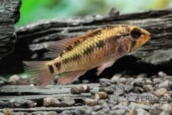 Schwarzkehlbuntbarsch Variante II, Apistogramma Sp. Viejita II, Paarweise 7 Schwarzkehlbuntbarsch Variante II, Apistogramma Sp. Viejita II, Paarweise -Zoohandlung Schwarzkehlbuntbarsch Variante II Apistogramma sp viejita II paarweise 3