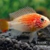 Schwarzkehlbuntbarsch Gold, Apistogramma Viejita Gold, Paarweise -Zoohandlung Schwarzkehlbuntbarsch gold Apistogramma viejita gold paarweise 1