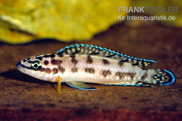 Schwarzweißer Schlankcichlide, Julidochromis Transcriptus Gombe 3 Schwarzweißer Schlankcichlide, Julidochromis Transcriptus Gombe