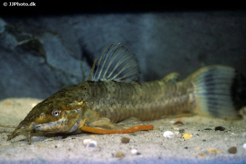 Schwielenwels, Megalechis Picta 5 Schwielenwels, Megalechis Picta – Bild 3