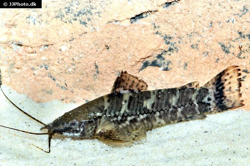 Schwielenwels, Megalechis Picta 3 Schwielenwels, Megalechis Picta