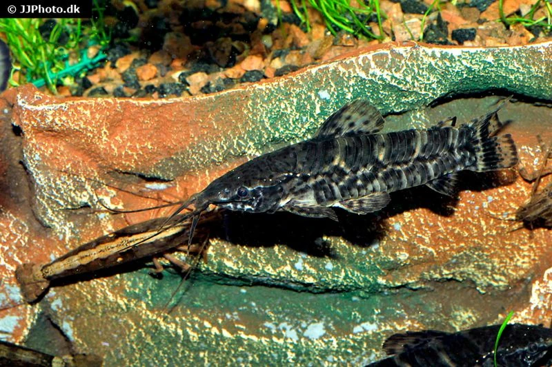 Schwielenwels, Megalechis Picta 4 Schwielenwels, Megalechis Picta – Bild 2