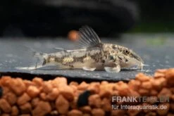 Schabracken-Panzerwels, Scleromystax Barbatus -Zoohandlung Scleromystax barbatus 8