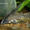 Schabracken-Panzerwels, Scleromystax Barbatus -Zoohandlung Scleromystax barbatus Corydoras barbatus