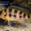Sechsstreifen-Lamprologus, Neolamprologus Sexfasciatus Gold, DNZ 1 Sechsstreifen-Lamprologus, Neolamprologus Sexfasciatus Gold, DNZ -Zoohandlung Sechsstreifen Lamprologus Neolamprologus sexfasciat