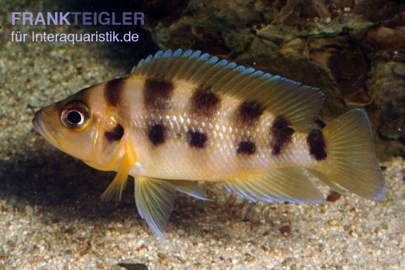 Sechsstreifen-Lamprologus, Neolamprologus Sexfasciatus Gold, DNZ 3 Sechsstreifen-Lamprologus, Neolamprologus Sexfasciatus Gold, DNZ