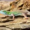 Sechsstreifen-Rennechse, Aspidoscelis Sexlineatus 2 Sechsstreifen-Rennechse, Aspidoscelis Sexlineatus -Zoohandlung Sechsstreifen Rennechse Aspidoscelis sexlineatus 1