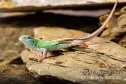 Sechsstreifen-Rennechse, Aspidoscelis Sexlineatus 7 Sechsstreifen-Rennechse, Aspidoscelis Sexlineatus -Zoohandlung Sechsstreifen Rennechse Aspidoscelis sexlineatus 3