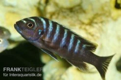 Sechsstreifen-Tilapia, Cynotilapia Afra "Jalo Reef", DNZ 11 Sechsstreifen-Tilapia, Cynotilapia Afra "Jalo Reef", DNZ -Zoohandlung Sechsstreifen Tilapia Cynotilapia afra 1