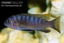 Sechsstreifen-Tilapia, Cynotilapia Afra "Jalo Reef", DNZ 10 Sechsstreifen-Tilapia, Cynotilapia Afra "Jalo Reef", DNZ -Zoohandlung Sechsstreifen Tilapia Cynotilapia afra 2