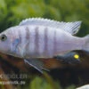 Sechsstreifen-Tilapia Weiss, Cynotilapia Afra Weiss -Zoohandlung Sechsstreifen Tilapia Weiss Cynotilapia afra Weiss