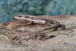 Senegal Mabuya, Trachylepis Affinis -Zoohandlung Senegal Mabuya Trachylepis affinis 2