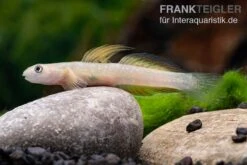 Cebu-Grundel, Sicyopus Cebuensis, 1 Paar 14 Cebu-Grundel, Sicyopus Cebuensis, 1 Paar -Zoohandlung Sicyopus cebuensis 31