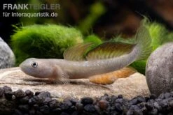 Cebu-Grundel, Sicyopus Cebuensis, 1 Paar 15 Cebu-Grundel, Sicyopus Cebuensis, 1 Paar -Zoohandlung Sicyopus cebuensis 33