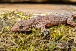 Zoohandlung -Zoohandlung Sierra Leone Mauergecko Tarentola parvicarinata 2