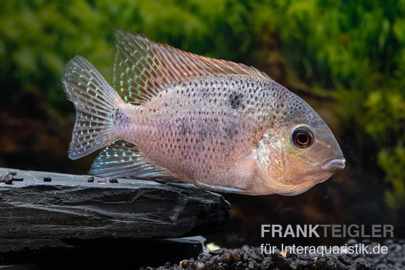 Silber-Buntbarsch, Vieja Argentea 3 Silber-Buntbarsch, Vieja Argentea