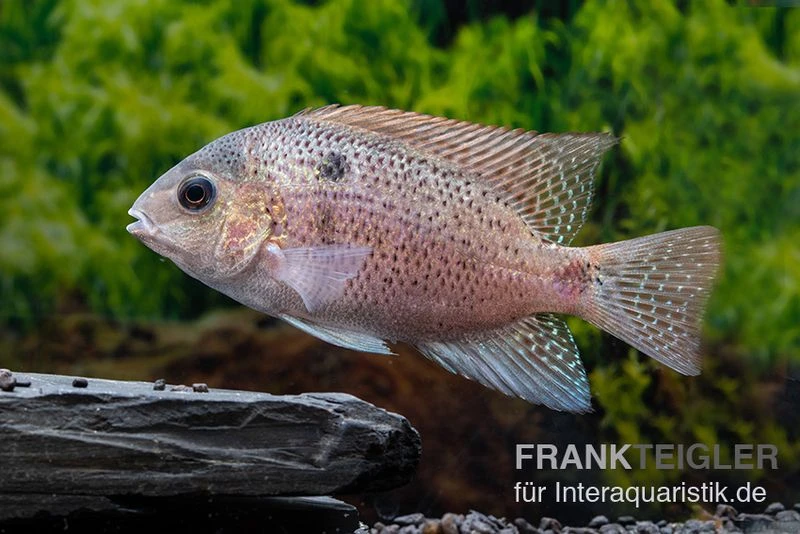 Silber-Buntbarsch, Vieja Argentea 4 Silber-Buntbarsch, Vieja Argentea – Bild 2
