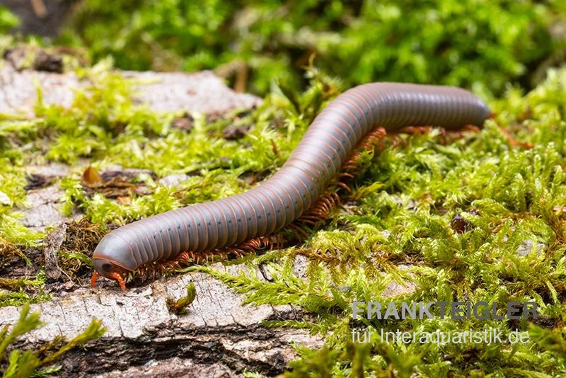 Silberner Tausendfüßer, Aulacobolus Unicatus "Silver" 3 Silberner Tausendfüßer, Aulacobolus Unicatus "Silver"