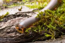 Silberner Tausendfüßer, Aulacobolus Unicatus "Silver" 7 Silberner Tausendfüßer, Aulacobolus Unicatus "Silver" -Zoohandlung Silberner Tausendfuesser Aulacobolus unicatus Silver 3