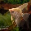 Skalar Albino Goldstripe Diamant, Pterophyllum Scalare -Zoohandlung Skalar Albino Goldstripe Diamant Pterophyllum scalare 2
