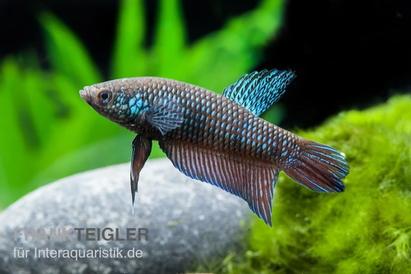 Smaragd-Kampffisch, Betta Smaragdina, Paarweise 3 Smaragd-Kampffisch, Betta Smaragdina, Paarweise