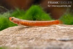 Smaragdgrundel, Stiphodon Surrufus, 1 Paar -Zoohandlung Smaragdgrundel Stiphodon surrufus 3