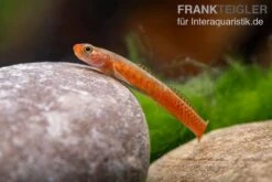 Smaragdgrundel, Stiphodon Surrufus, 1 Paar -Zoohandlung Smaragdgrundel Stiphodon surrufus 4