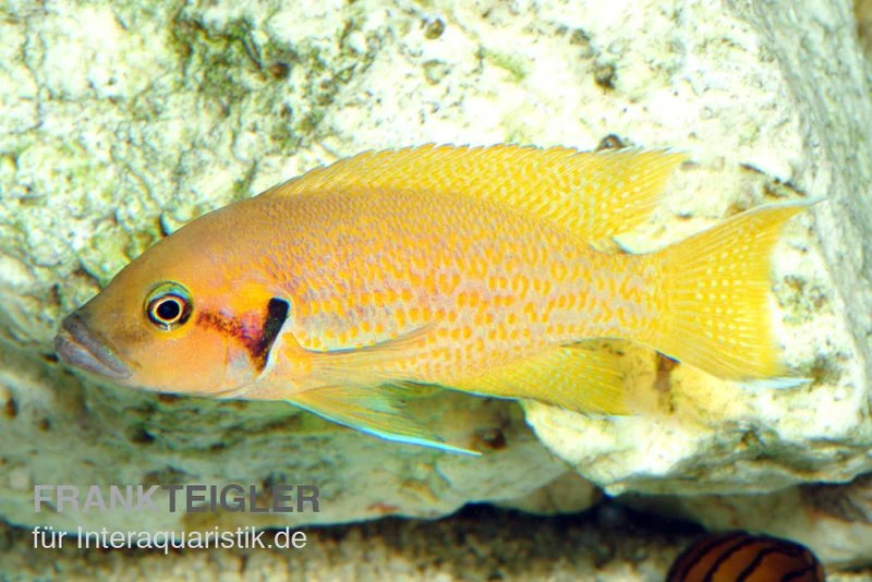 Sonnenblumen Feenbarsch, Neolamprologus Helanthius, DNZ 3 Sonnenblumen Feenbarsch, Neolamprologus Helanthius, DNZ