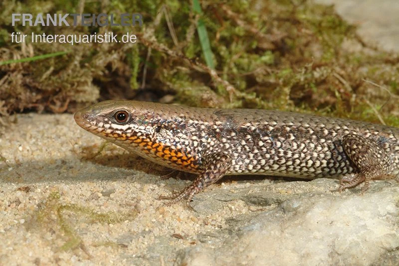 Sonnenskink, Mabuya Macularia 2 Sonnenskink, Mabuya Macularia
