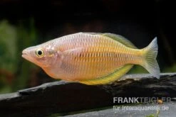 Sorong-Regenbogenfisch, Melanotaenia Fredericki Wild, 5 Tiere 7 Sorong-Regenbogenfisch, Melanotaenia Fredericki Wild, 5 Tiere -Zoohandlung Sorong Regenbogenfisch Melanotaenia fredericki Wild