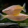 Sorong-Regenbogenfisch, Melanotaenia Fredericki Wild, 5 Tiere 2 Sorong-Regenbogenfisch, Melanotaenia Fredericki Wild, 5 Tiere -Zoohandlung Sorong regenbogenfisch Melanotaenia fredericki Wild 4