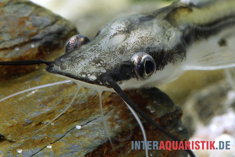 Spatelwels, Sorubim Lima 3 Spatelwels, Sorubim Lima