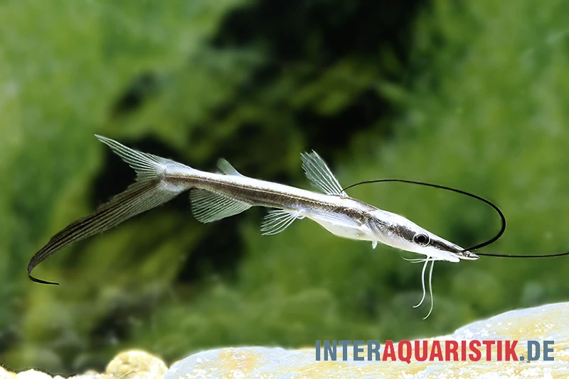 Spatelwels, Sorubim Lima 4 Spatelwels, Sorubim Lima – Bild 2