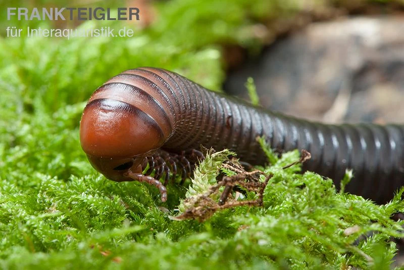 Firehead-Millipede, Spirostreptus Servatius 4 Firehead-Millipede, Spirostreptus Servatius – Bild 2