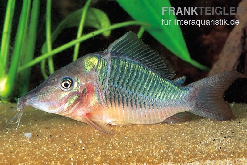 Spitzmaul-Panzerwels, Brochis Multiradiatus 3 Spitzmaul-Panzerwels, Brochis Multiradiatus