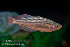 Starche-Creek-Regenbogenfisch, Melanotaenia Maccullochi "Starche Creek", 5 Tiere -Zoohandlung Starche Creek Regenbogenfisch Melanotaenia maccullochi Starche Creek 3