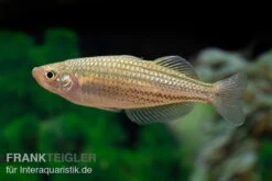 Starche-Creek-Regenbogenfisch, Melanotaenia Maccullochi "Starche Creek", 5 Tiere -Zoohandlung Starche Creek Regenbogenfisch Melanotaenia maccullochi Starche Creek 4