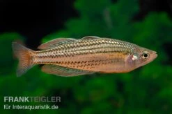Starche-Creek-Regenbogenfisch, Melanotaenia Maccullochi "Starche Creek", 5 Tiere -Zoohandlung Starche Creek Regenbogenfisch Melanotaenia maccullochi Starche Creek 5