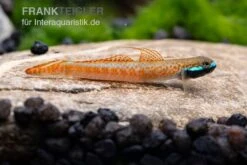 Annieae-Grundel, Stiphodon Annieae, 1 Paar 12 Annieae-Grundel, Stiphodon Annieae, 1 Paar -Zoohandlung Stiphodon annieae 18