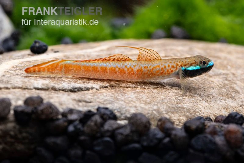 Annieae-Grundel, Stiphodon Annieae, 1 Paar 7 Annieae-Grundel, Stiphodon Annieae, 1 Paar – Bild 5