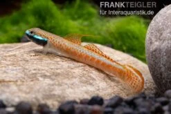 Annieae-Grundel, Stiphodon Annieae, 1 Paar 13 Annieae-Grundel, Stiphodon Annieae, 1 Paar -Zoohandlung Stiphodon annieae 19