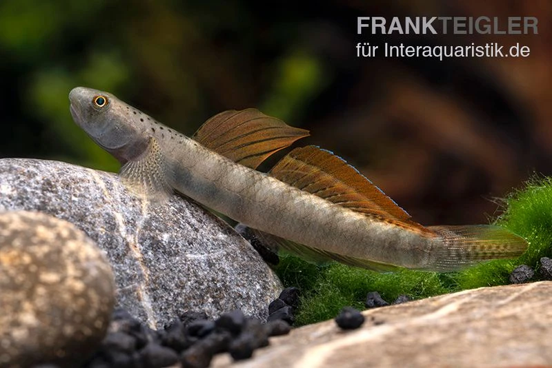 Orangeflossen-Grundel, Stiphodon Maculidorsalis, 1 Paar 6 Orangeflossen-Grundel, Stiphodon Maculidorsalis, 1 Paar – Bild 4