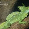Stirnlappenbasilisk, Basiliscus Plumifrons -Zoohandlung Stirnlappenbasilisk Basiliscus plumifrons 1