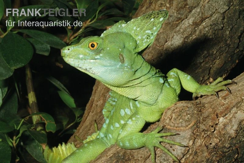Stirnlappenbasilisk, Basiliscus Plumifrons 4 Stirnlappenbasilisk, Basiliscus Plumifrons – Bild 2