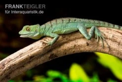 Stirnlappenbasilisk, Basiliscus Plumifrons 7 Stirnlappenbasilisk, Basiliscus Plumifrons -Zoohandlung Stirnlappenbasilisk Basiliscus plumifrons 3