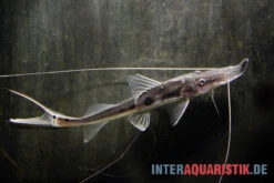 Störspatelwels, Platystomatichthys Sturio