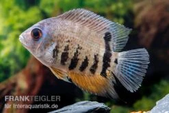 Streifen-Augenfleckbuntbarsch, Heros Notatus -Zoohandlung Streifen Augenfleckbuntbarsch Heros notatus 3
