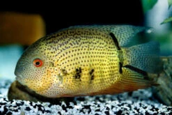 Streifen-Augenfleckbuntbarsch, Heros Notatus -Zoohandlung Streifen Augenfleckbuntbarsch Heros notatus neu